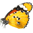 http://13.201.45.4/wp-content/uploads/2019/08/butterfly.png