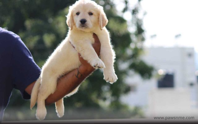 http://13.201.45.4/wp-content/uploads/2020/10/Golden-Retriever-litter-GR102-1-640x400.jpg