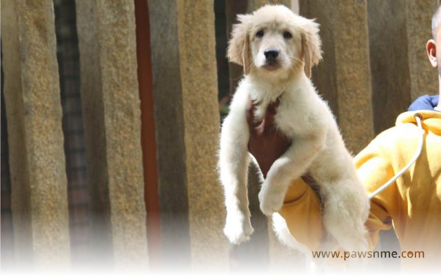 http://13.201.45.4/wp-content/uploads/2020/11/Golden-Retriever-litter-GR103-1-640x400.jpg